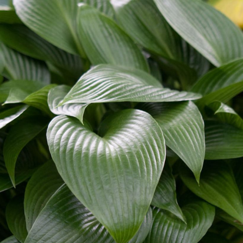 Hosta Devon Green - Garten-Funkie (Laub)