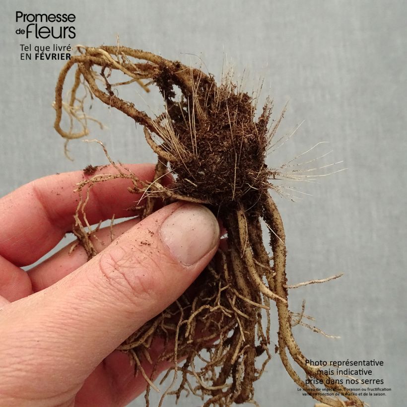 Exemplar von Hosta Devon Green - Garten-Funkie Wurzelnackt wie im Winter geliefert