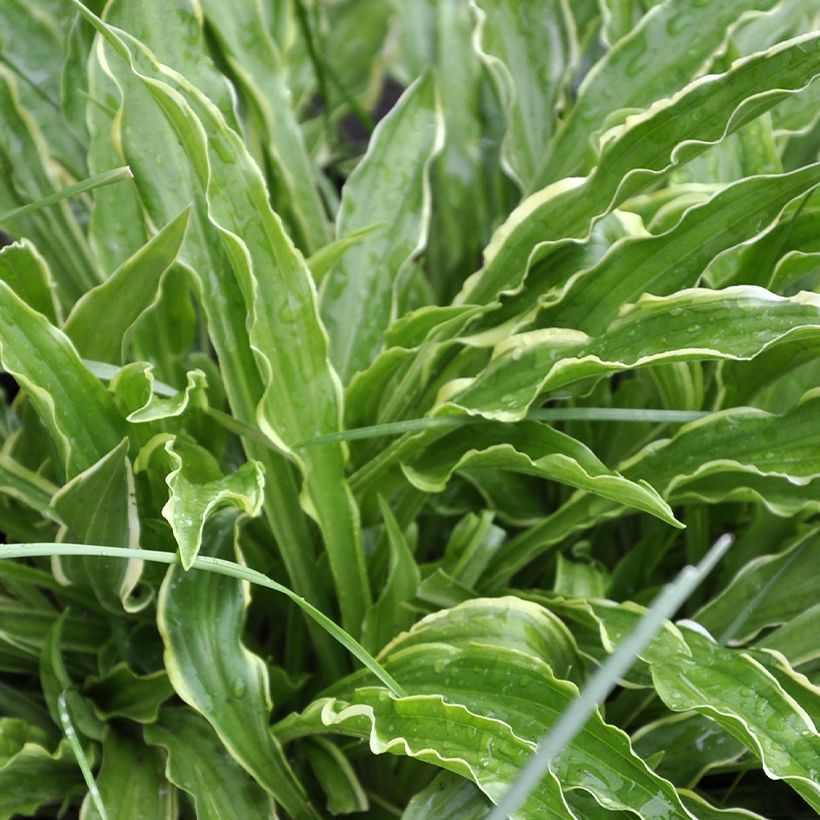 Hosta Electrocution - Garten-Funkie (Laub)