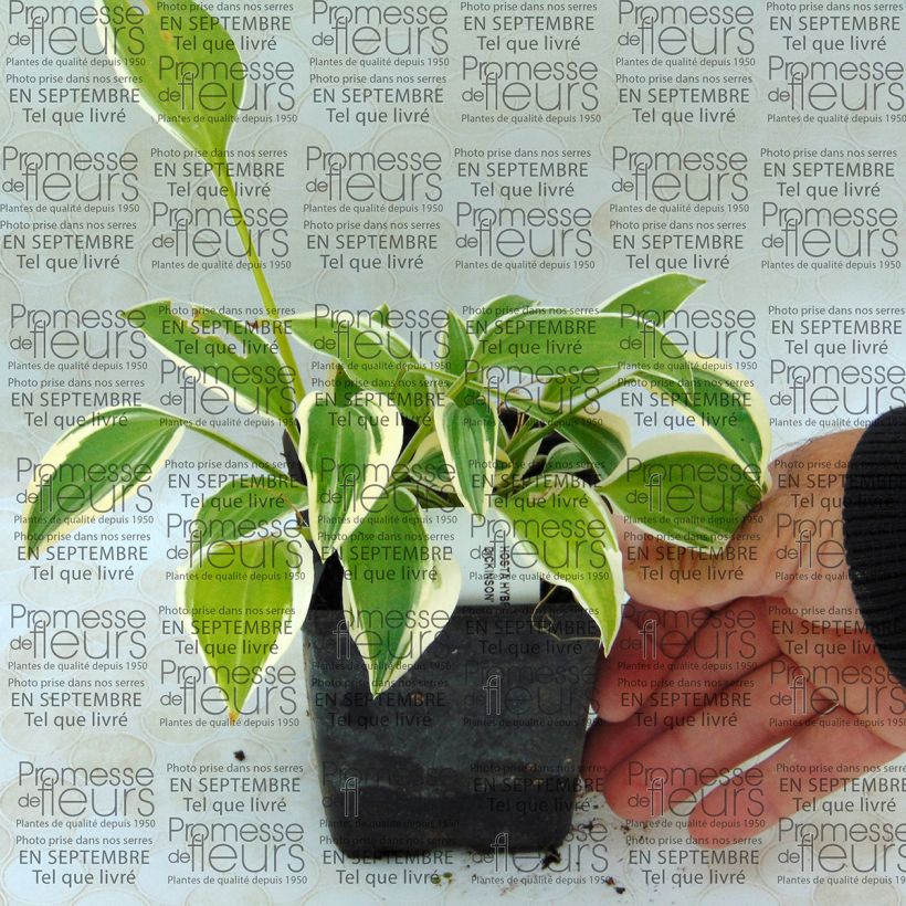 Beispiel eines Exemplars von Hosta Emily Dickinson - Garten-Funkie Kleine Töpfe von 8/9 cm wie geliefert