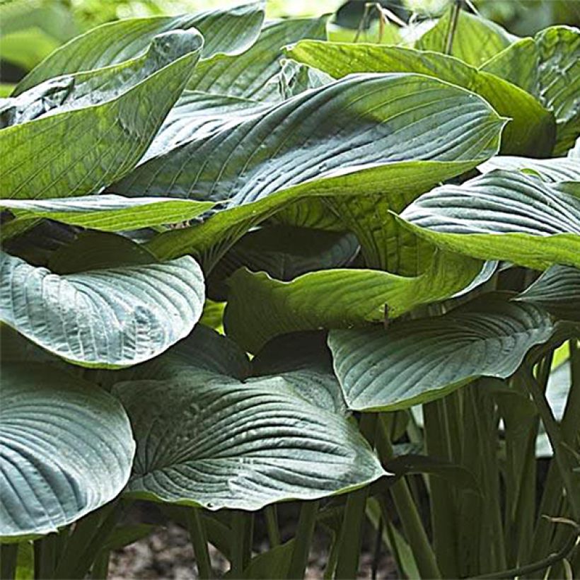 Hosta Empress Wu - Garten-Funkie (Foliage)
