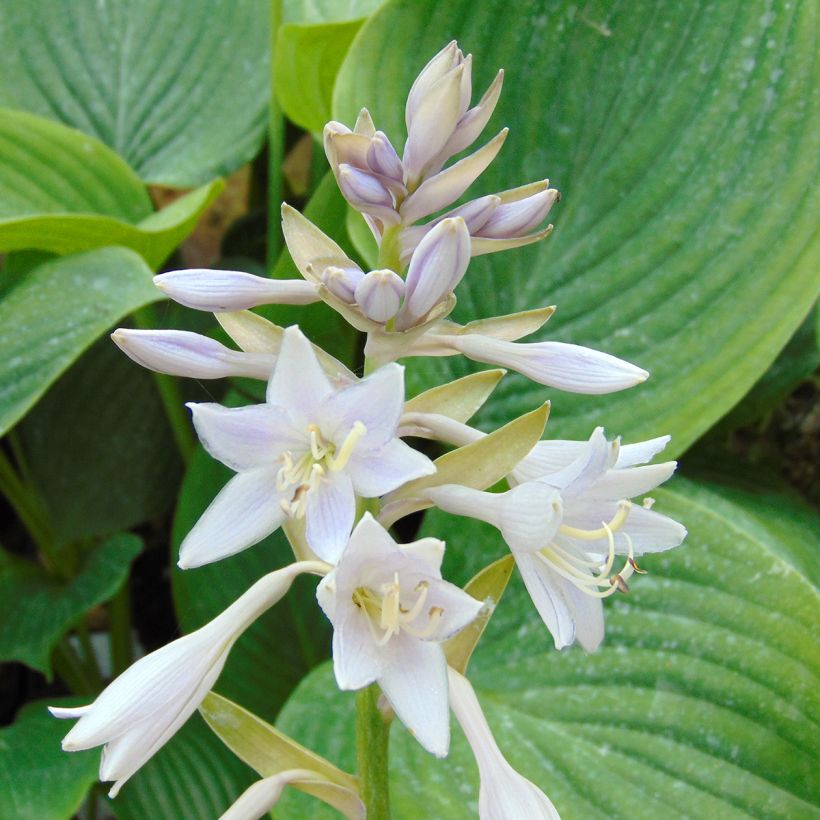 Hosta Empress Wu - Garten-Funkie (Flowering)