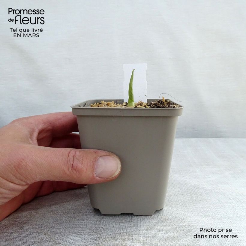 Example of Hosta Empress Wu - Garten-Funkie Kleine Töpfe von 8/9 cm as you get in printemps