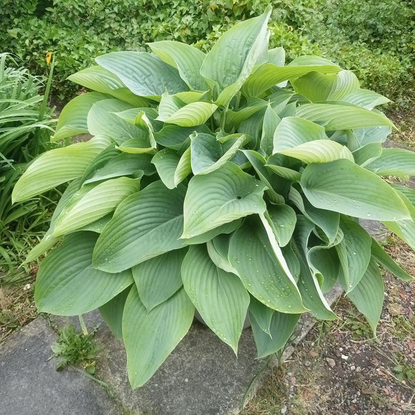 Hosta Empress Wu - Garten-Funkie (Plant habit)