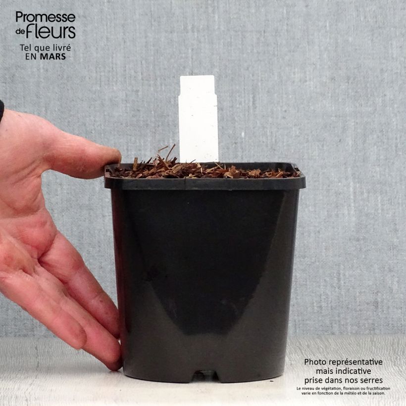 Example of Hosta Empress Wu - Garten-Funkie Topf mit 1,5L/2L as you get in printemps