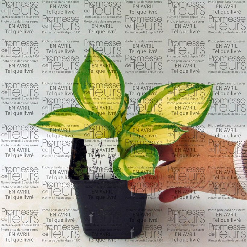 Beispiel eines Exemplars von Hosta Eskimo Pie - Garten-Funkie Kleine Töpfe von 8/9 cm wie geliefert