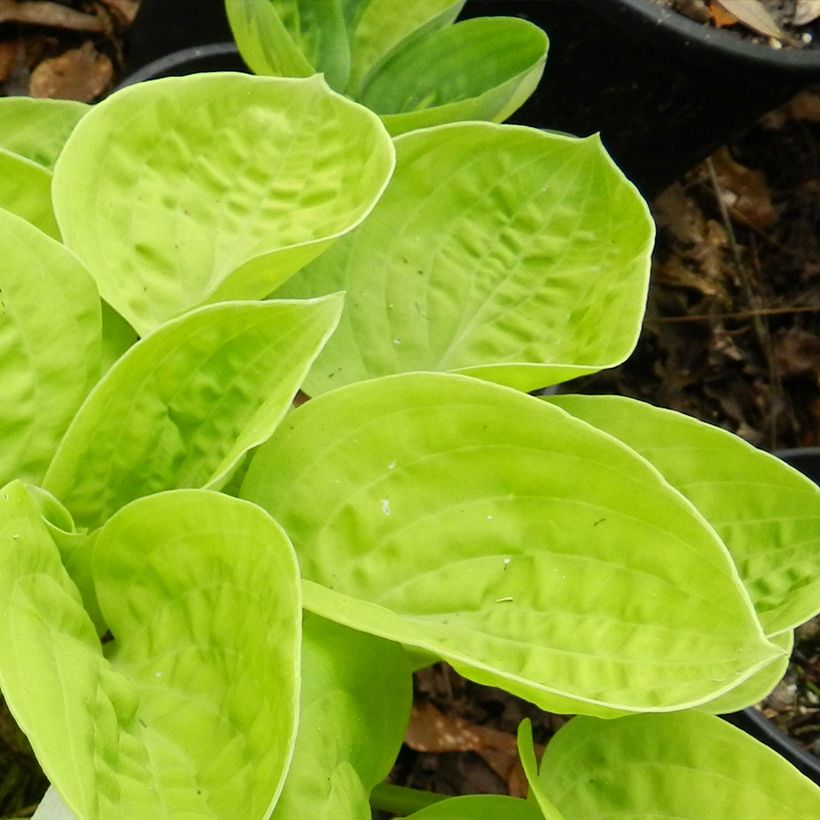 Hosta Eye Catcher - Garten-Funkie (Laub)