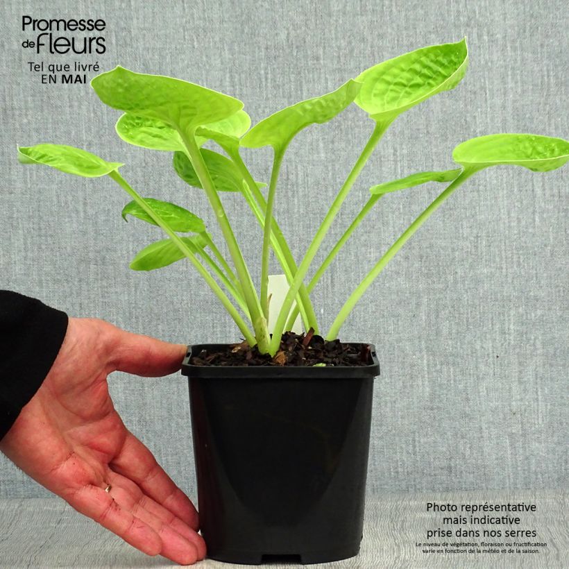 Exemplar von Hosta Eye Catcher - Garten-Funkie Topf mit 1,5L/2L wie im Frühjahr geliefert