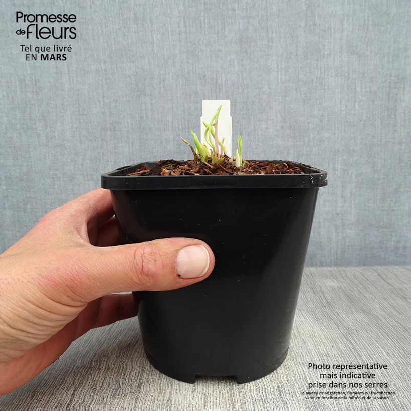 Exemplar von Hosta Faithfull Heart - Garten-Funkie Topf mit 1,5L/2L wie im Frühjahr geliefert