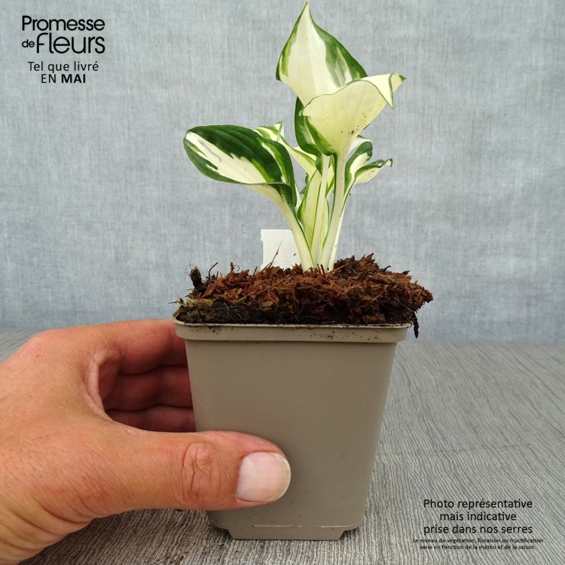 Example of Hosta Fire and Ice - Garten-Funkie Kleine Töpfe von 8/9 cm as you get in printemps