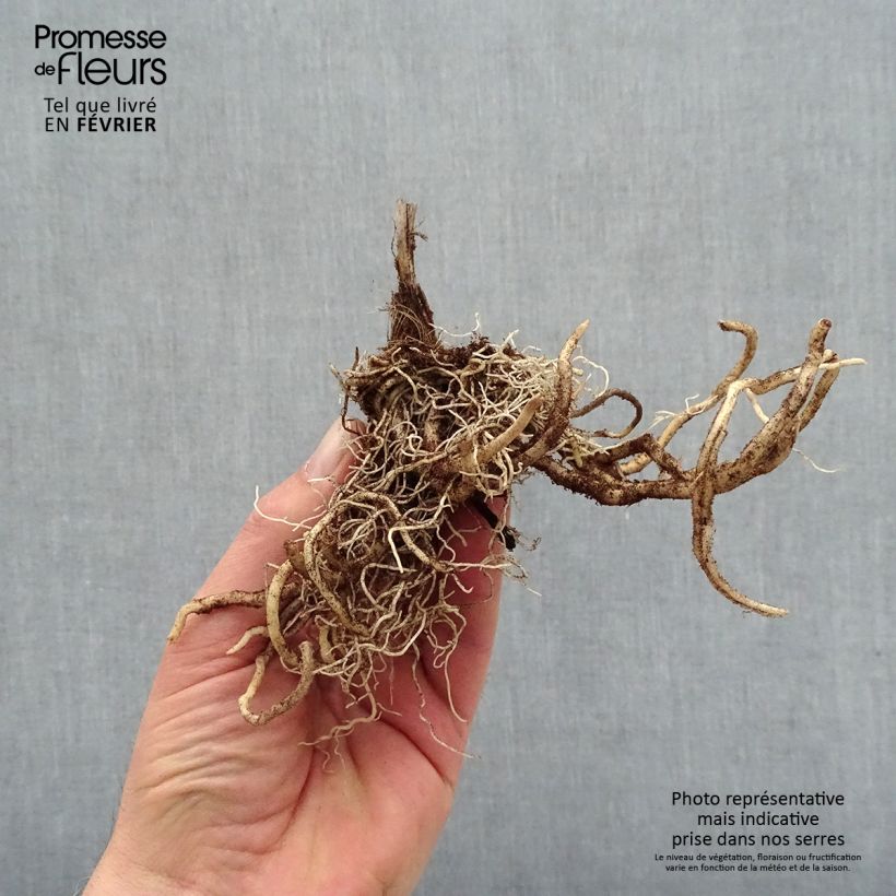 Example of Hosta First Blush - Garten-Funkie Wurzelnackt as you get in hiver