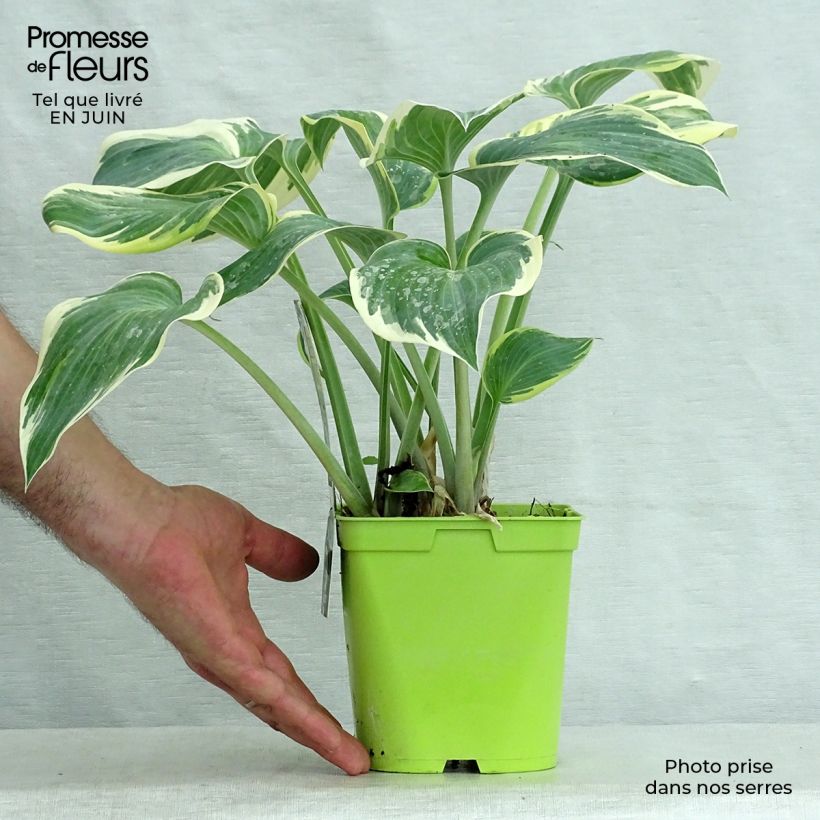 Exemplar von Hosta First Frost - Garten-Funkie Topf mit 2L/3L wie im Sommer geliefert
