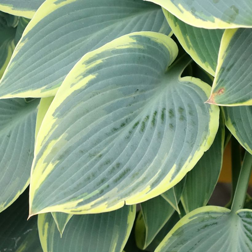 Hosta First Frost - Garten-Funkie (Laub)