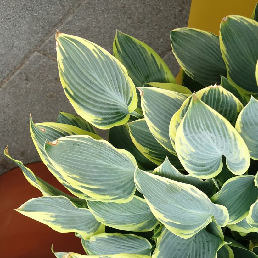Hosta First Frost - Garten-Funkie (Wuchs)