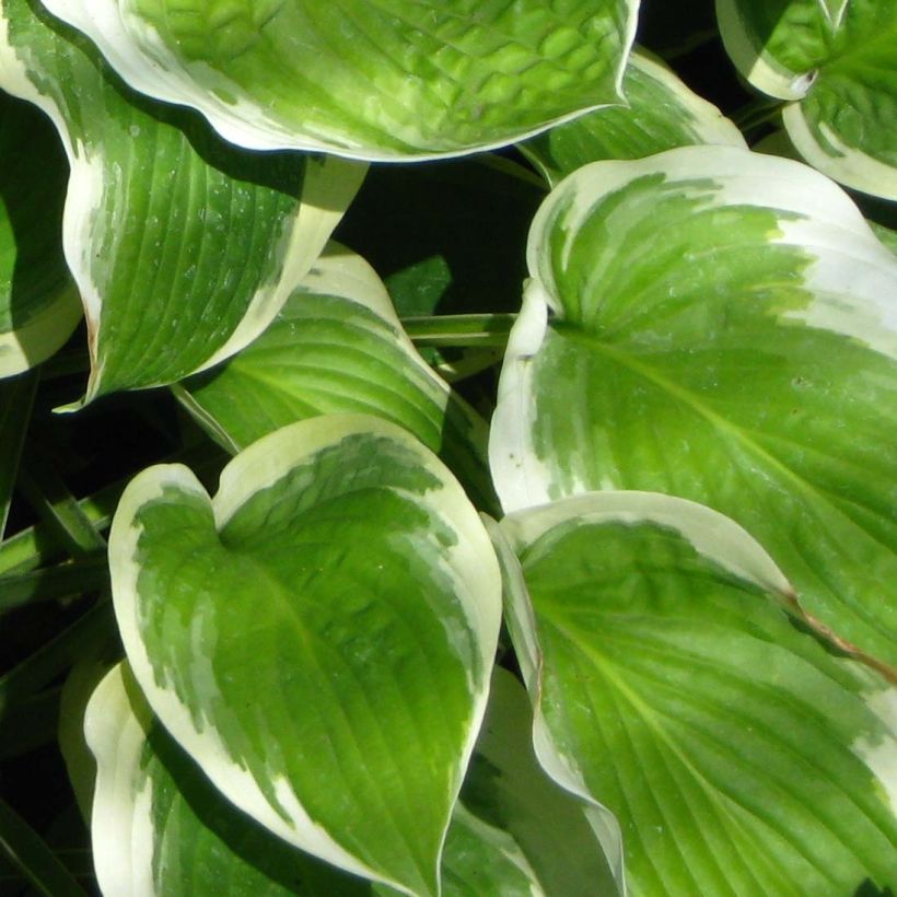 Hosta Formal Attire - Garten-Funkie (Laub)
