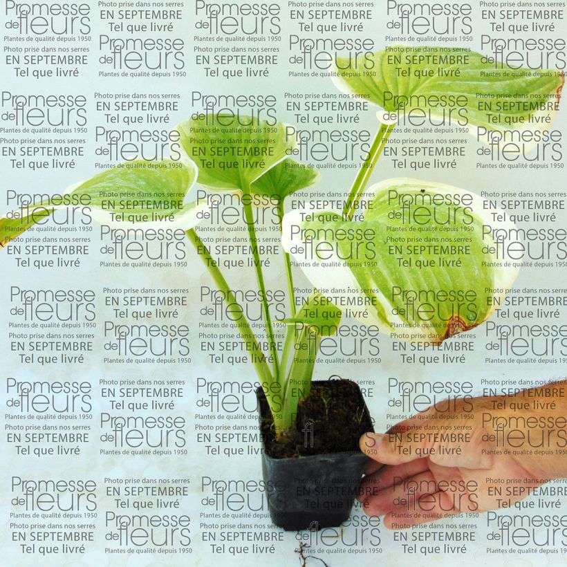 Example of Hosta Fragrant Dream - Garten-Funkie Kleine Töpfe von 8/9 cm as you get