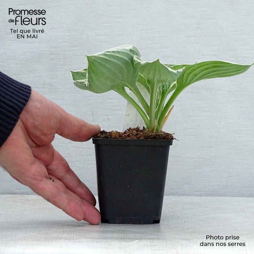 Example of Hosta fortunei Francee - Garten-Funkie Kleine Töpfe von 8/9 cm as you get in printemps