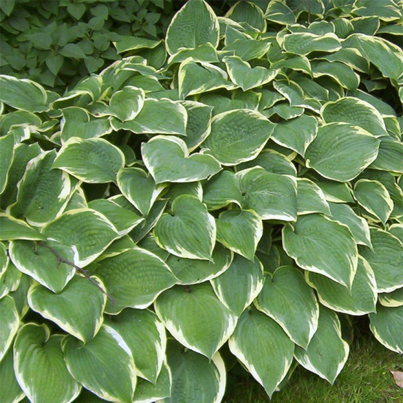 Hosta Fringe Benefit - Garten-Funkie (Wuchs)