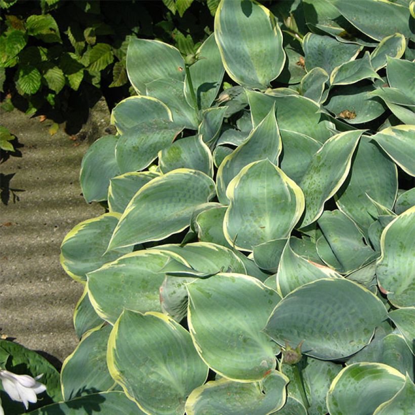 Hosta Dimples - Garten-Funkie (Wuchs)