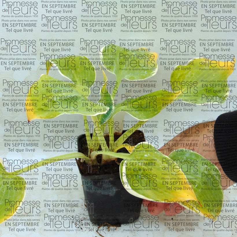 Beispiel eines Exemplars von Hosta Dimples - Garten-Funkie Kleine Töpfe von 8/9 cm wie geliefert