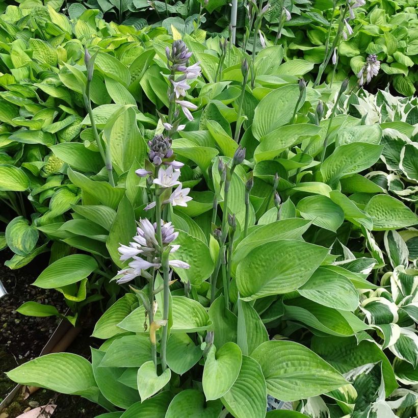 Hosta Gold Regal - Garten-Funkie (Wuchs)