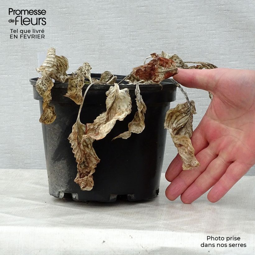 Exemplar von Hosta Gold Regal - Garten-Funkie Topf mit 2L/3L wie im Winter geliefert