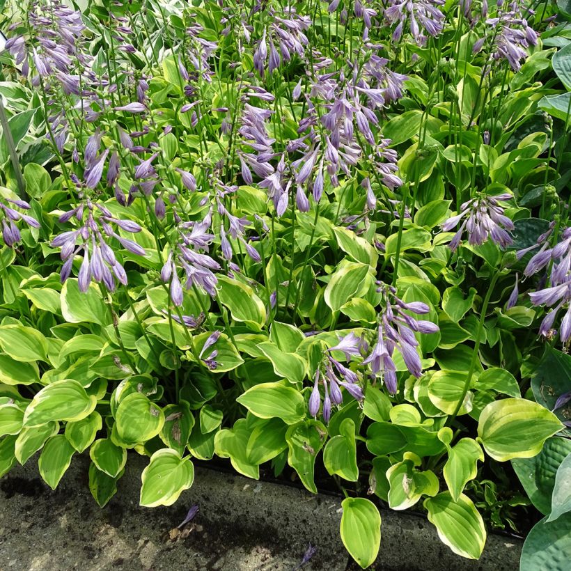 Hosta Golden Tiara - Garten-Funkie (Wuchs)