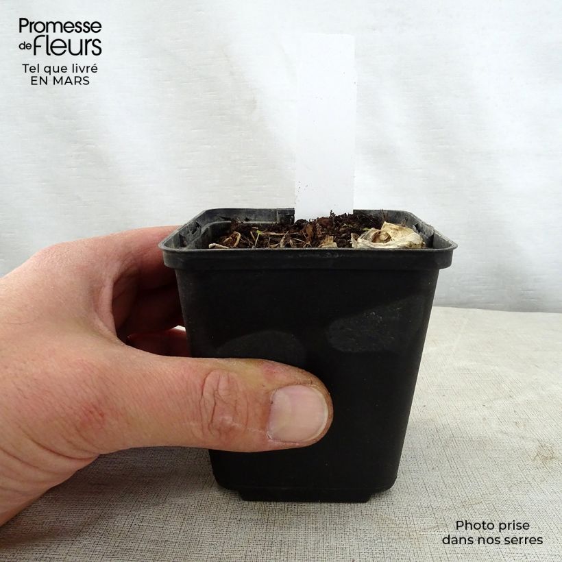 Exemplar von Hosta Grand Marquee - Garten-Funkie Kleine Töpfe von 8/9 cm wie im Frühjahr geliefert