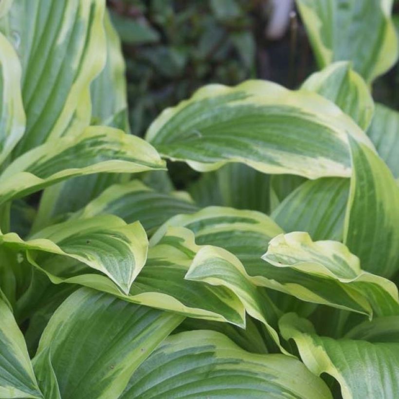Hosta Ground Master - Garten-Funkie (Laub)
