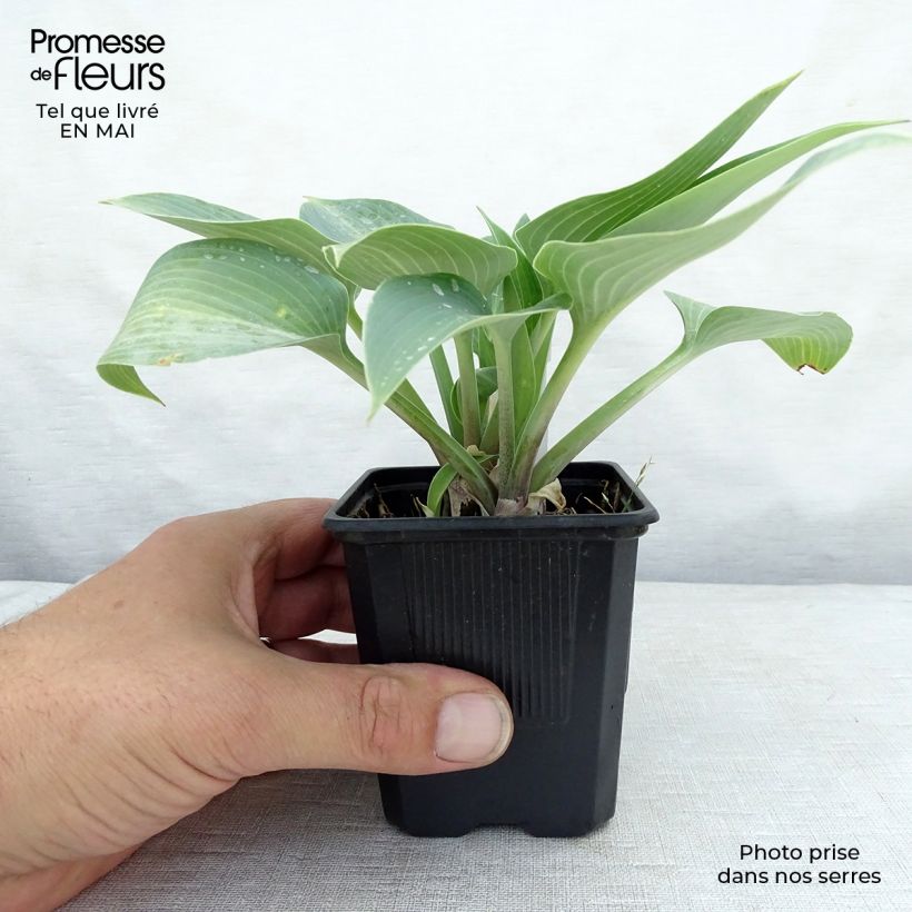 Example of Hosta tardiana Halcyon - Garten-Funkie Kleine Töpfe von 8/9 cm as you get in printemps