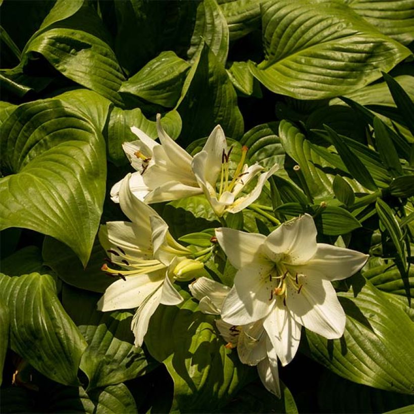 Hosta Honeybells - Garten-Funkie (Foliage)