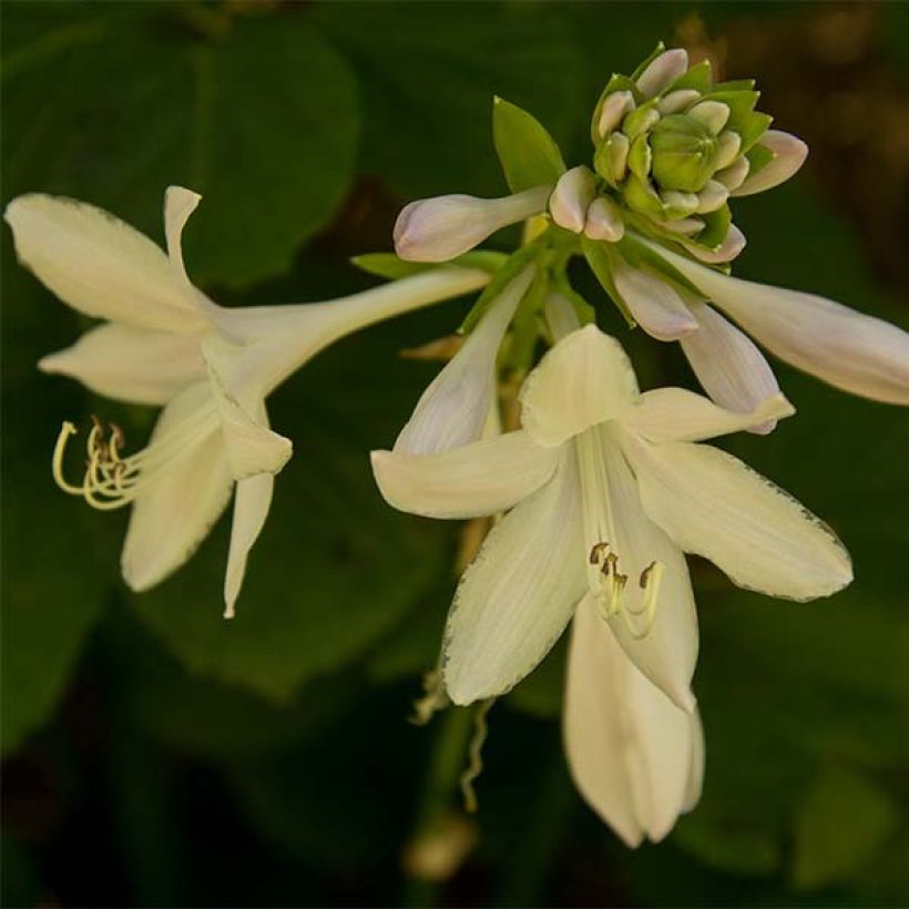Hosta Honeybells - Garten-Funkie (Flowering)