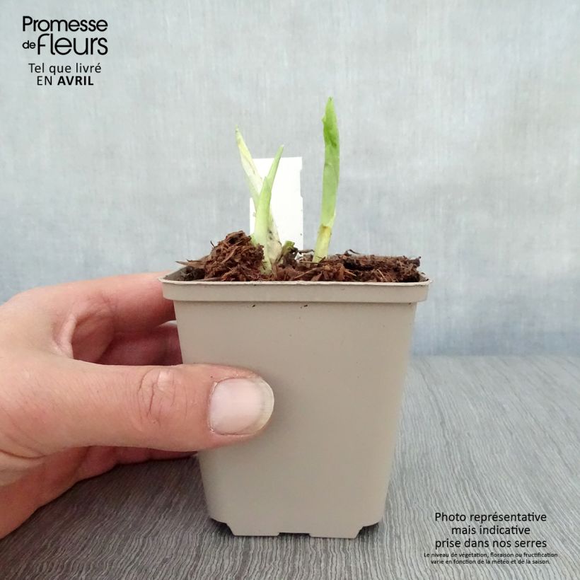 Example of Hosta Honeybells - Garten-Funkie Kleine Töpfe von 8/9 cm as you get in printemps