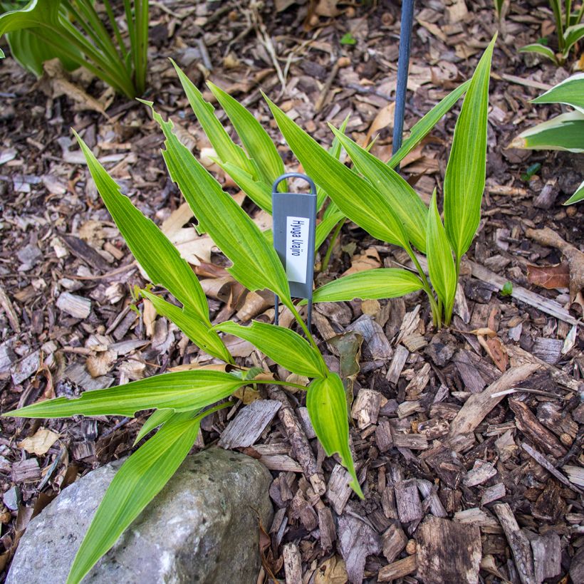Hosta Hyuga Urajiro - Garten-Funkie (Plant habit)