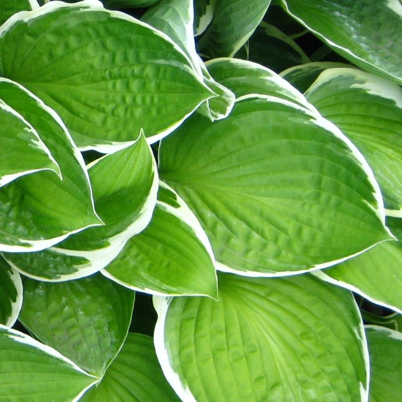 Hosta Julia - Garten-Funkie (Foliage)