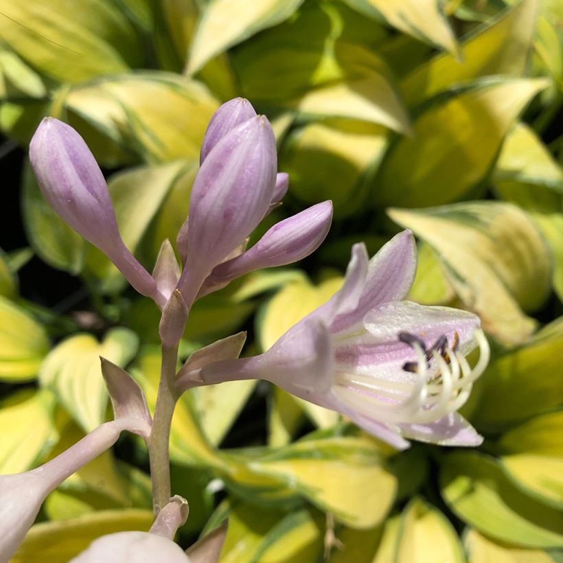 Hosta tardiana June - Garten-Funkie (Flowering)