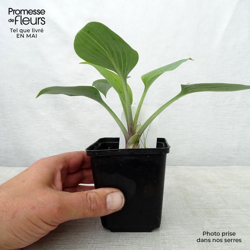 Example of Hosta tardiana June - Garten-Funkie Kleine Töpfe von 8/9 cm as you get in printemps