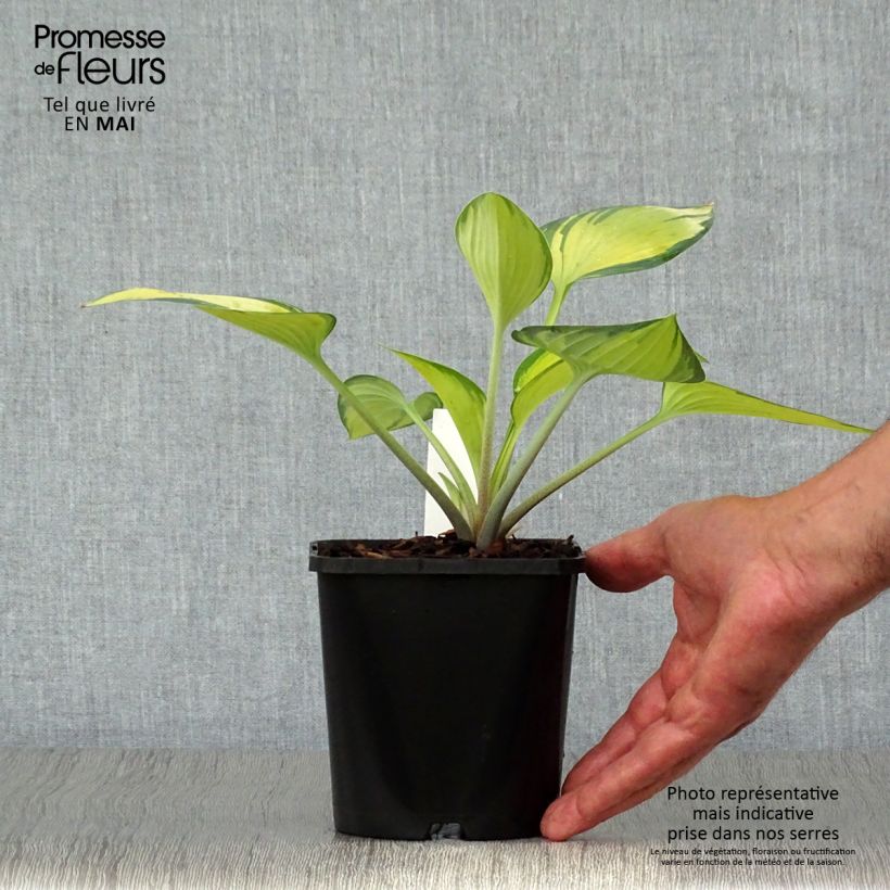Example of Hosta tardiana June - Garten-Funkie Topf mit 1,5L/2L as you get in printemps