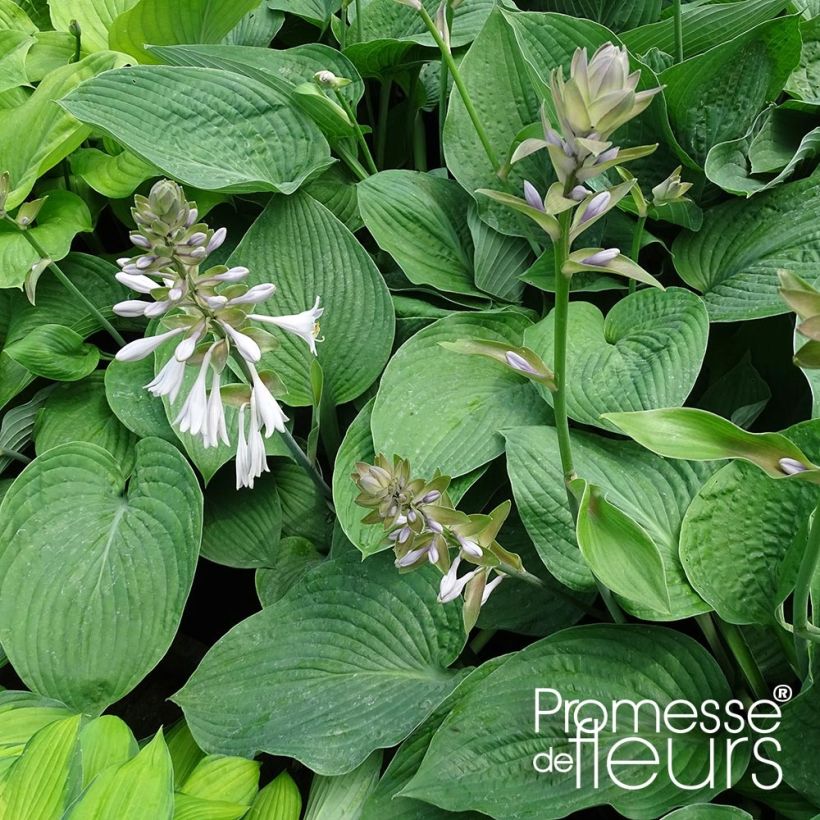 Hosta Jurassic Park - Garten-Funkie (Plant habit)