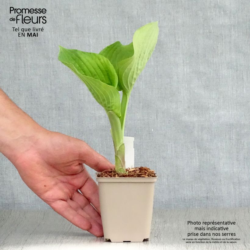 Example of Hosta Jurassic Park - Garten-Funkie Kleine Töpfe von 8/9 cm as you get in printemps
