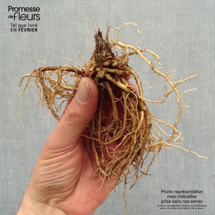 Example of Hosta Jurassic Park - Garten-Funkie Wurzelnackt as you get in hiver