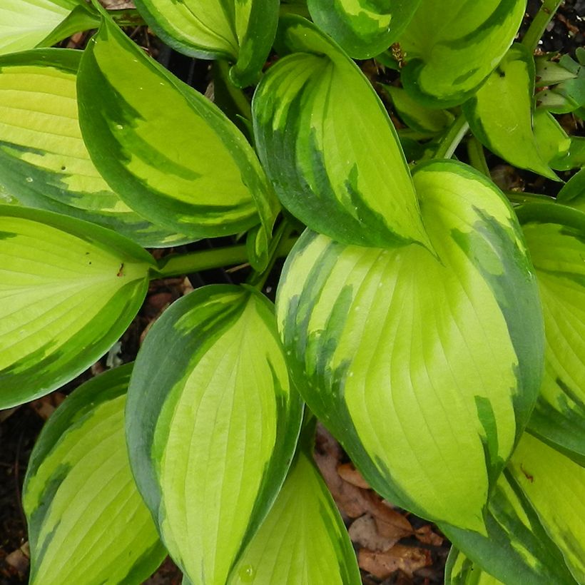 Hosta Justine - Garten-Funkie (Laub)