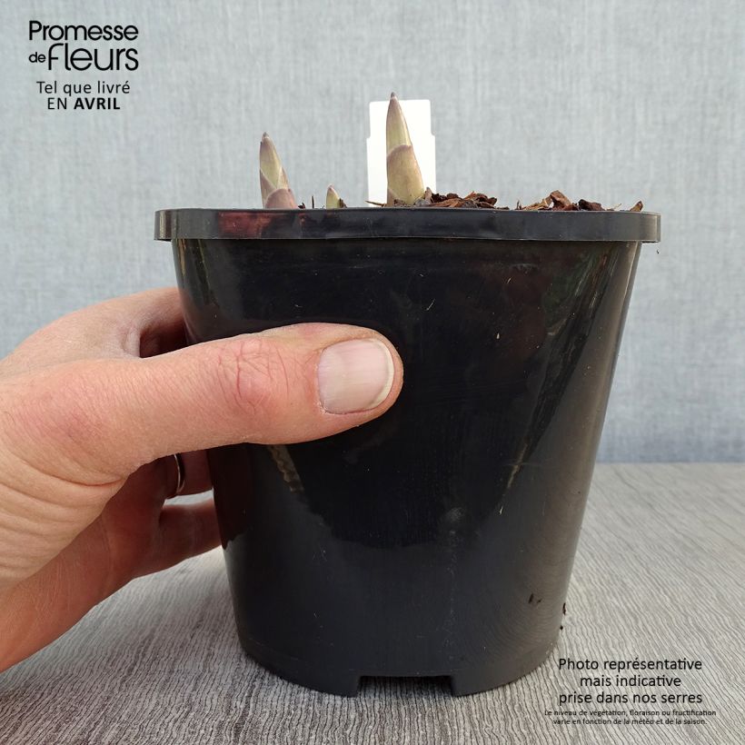 Exemplar von Hosta Ki Ren Jyaku - Garten-Funkie Topf mit 1,5L/2L wie im Frühjahr geliefert