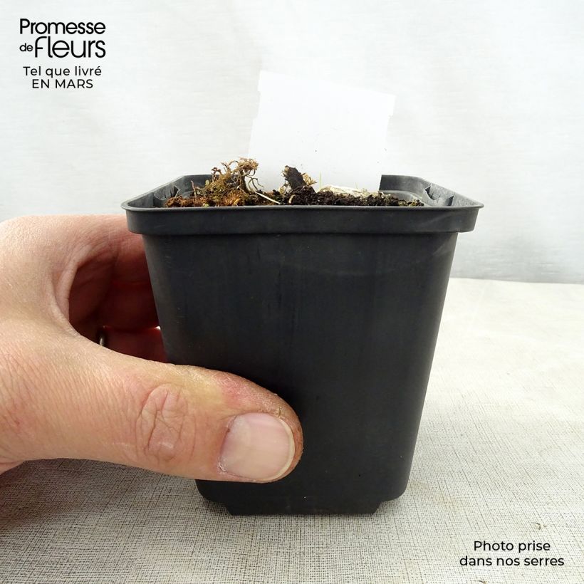 Exemplar von Hosta Kiwi Full Monty - Garten-Funkie Kleine Töpfe von 8/9 cm wie im Frühjahr geliefert