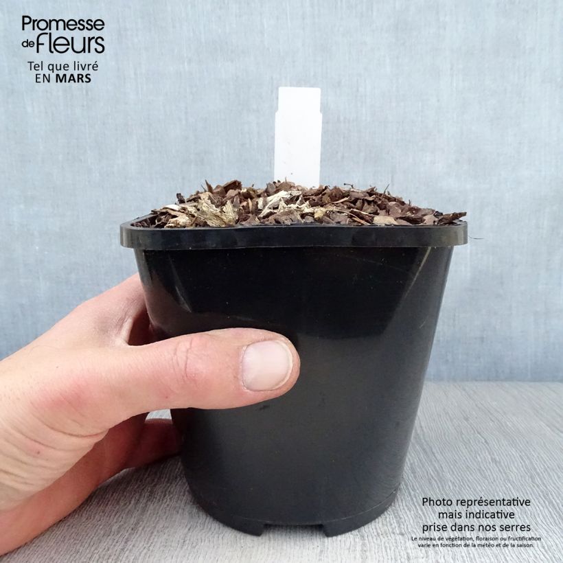 Exemplar von Hosta Lakeside Maverick - Garten-Funkie Topf mit 1,5L/2L wie im Frühjahr geliefert