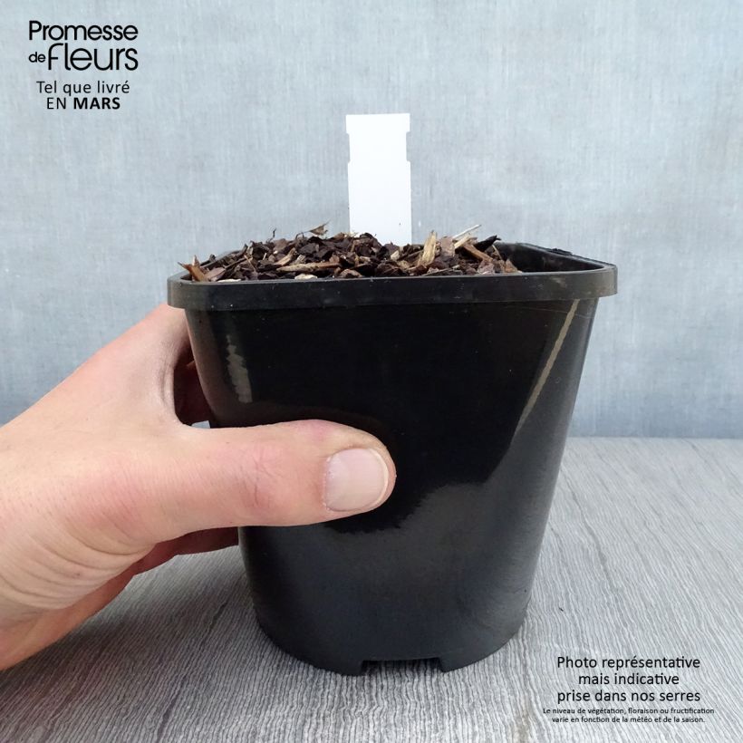 Exemplar von Hosta Lakeside Prophecy Fulfilled - Garten-Funkie Topf mit 1,5L/2L wie im Frühjahr geliefert