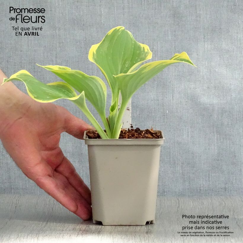 Example of Hosta Liberty - Garten-Funkie Kleine Töpfe von 8/9 cm as you get in printemps
