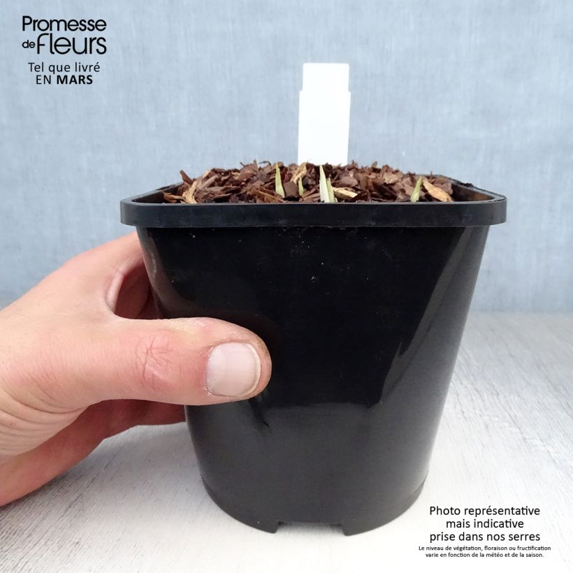 Exemplar von Hosta Little Devil - Garten-Funkie Topf mit 1,5L/2L wie im Frühjahr geliefert