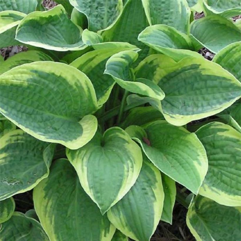 Hosta Mama Mia - Garten-Funkie (Laub)