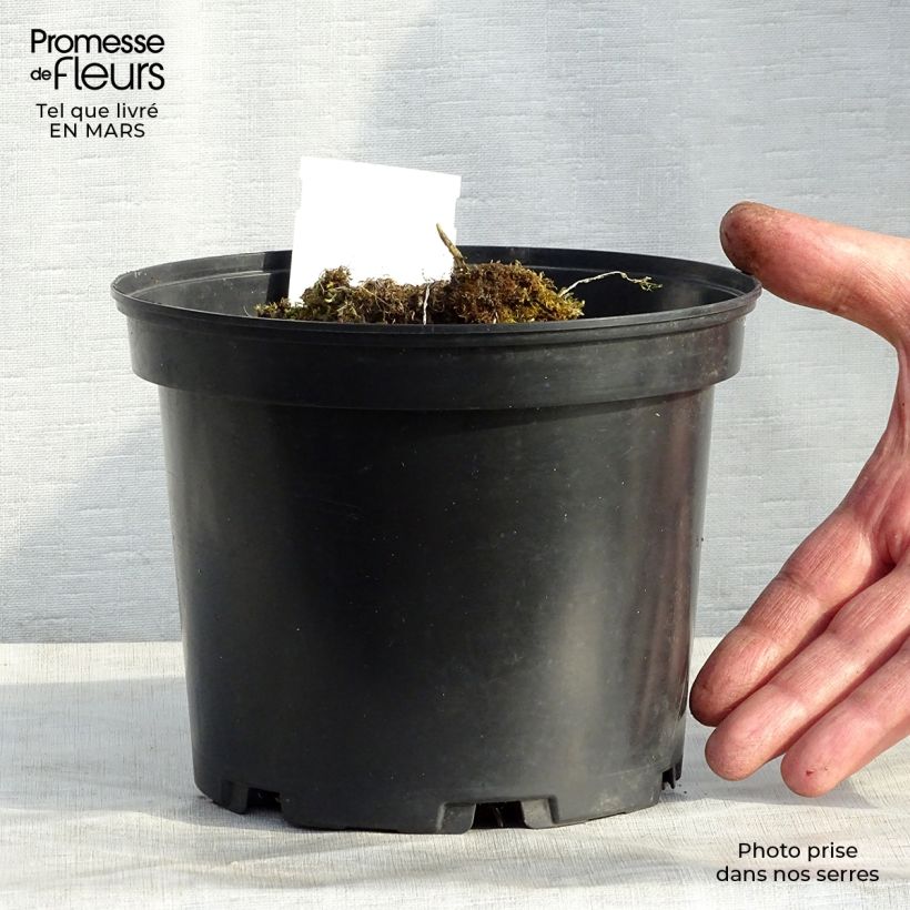 Exemplar von Hosta Mama Mia - Garten-Funkie Topf mit 2L/3L wie im Winter geliefert